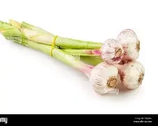 grlic.webp