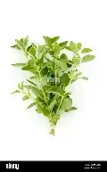 oregano.webp