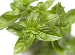 basil.webp
