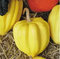 winter squash.webp