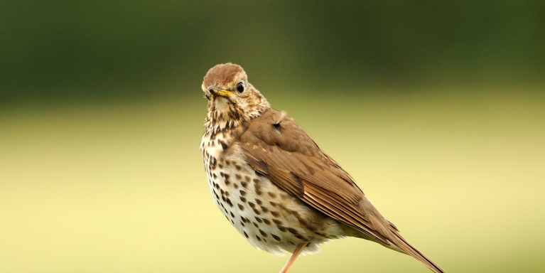 song thrush 2 cpt Amy Lewis.jpg.webp