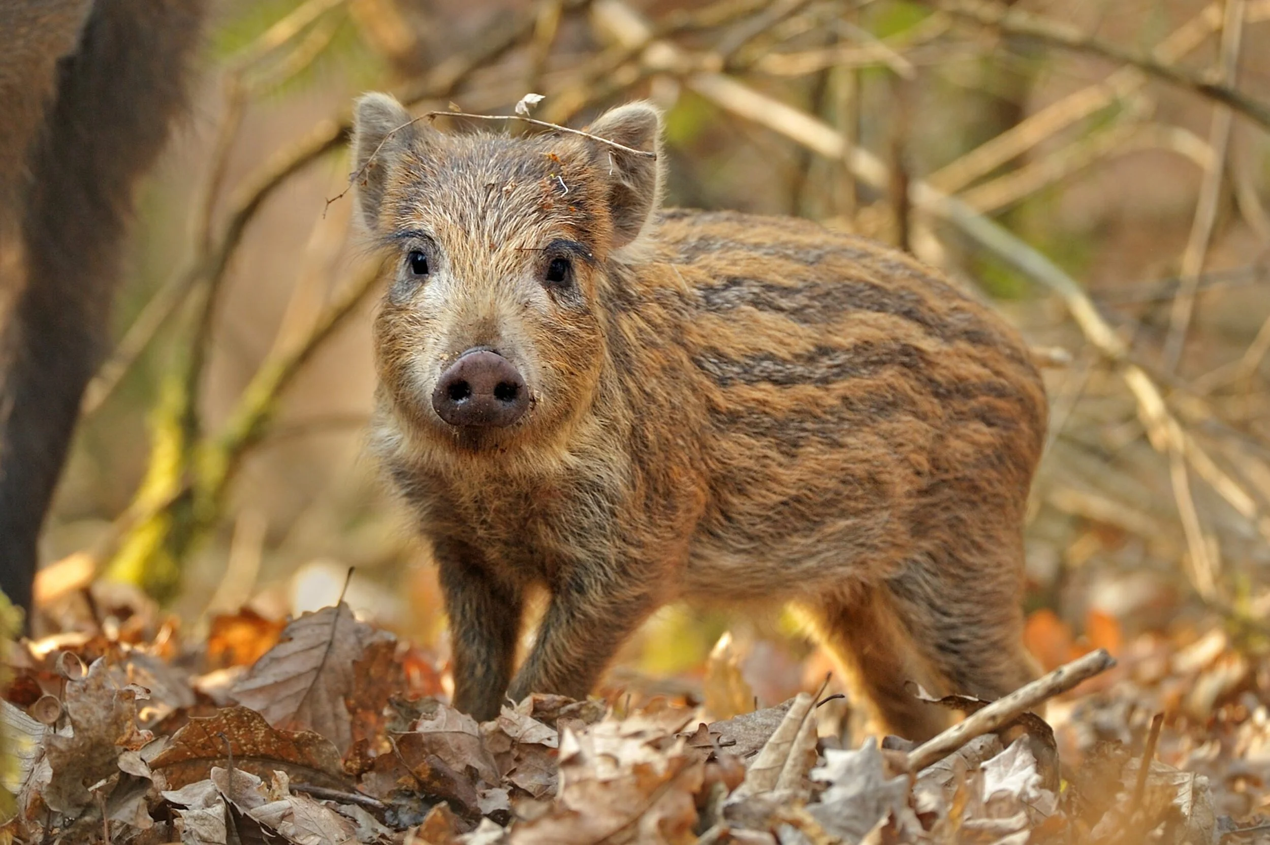 Wild-boar-piglet-c-Andy-Rouse-2020VISION-scaled.jpg