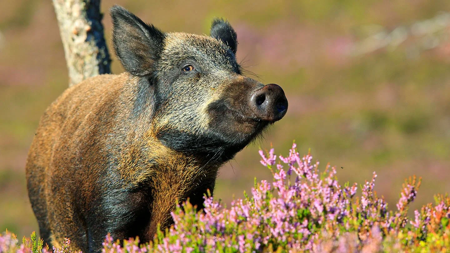 wild-boar-flowering-heather-alamy-byjxwt-wildlife-gmbh.jpg
