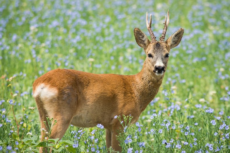 roe-deer.jpg