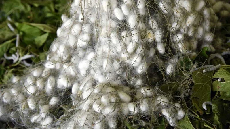 1500 лет - 15  веков шелководства в Азербайджане