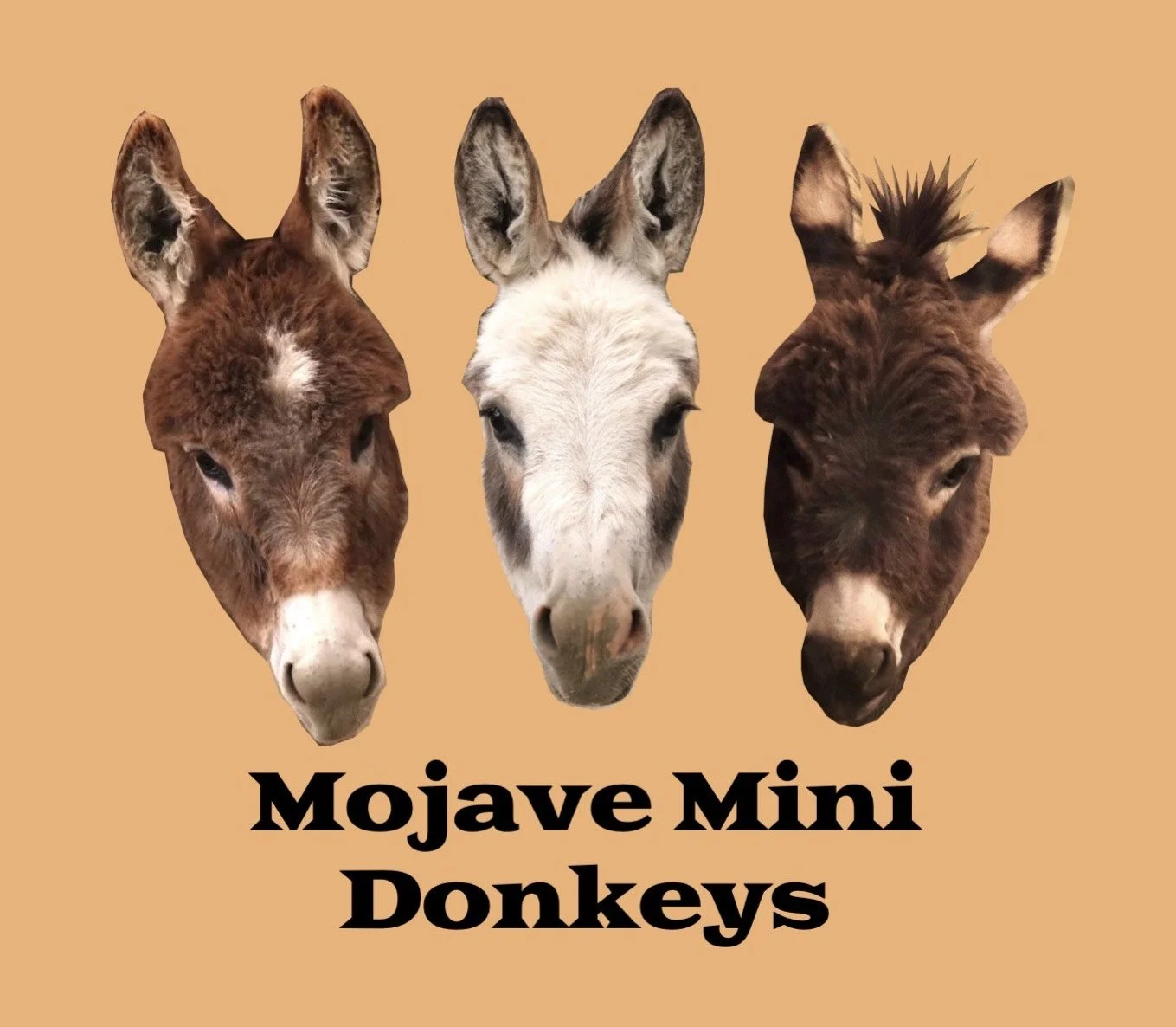 Three mini donkey heads