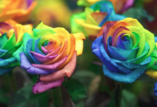 Rainbow roses.png