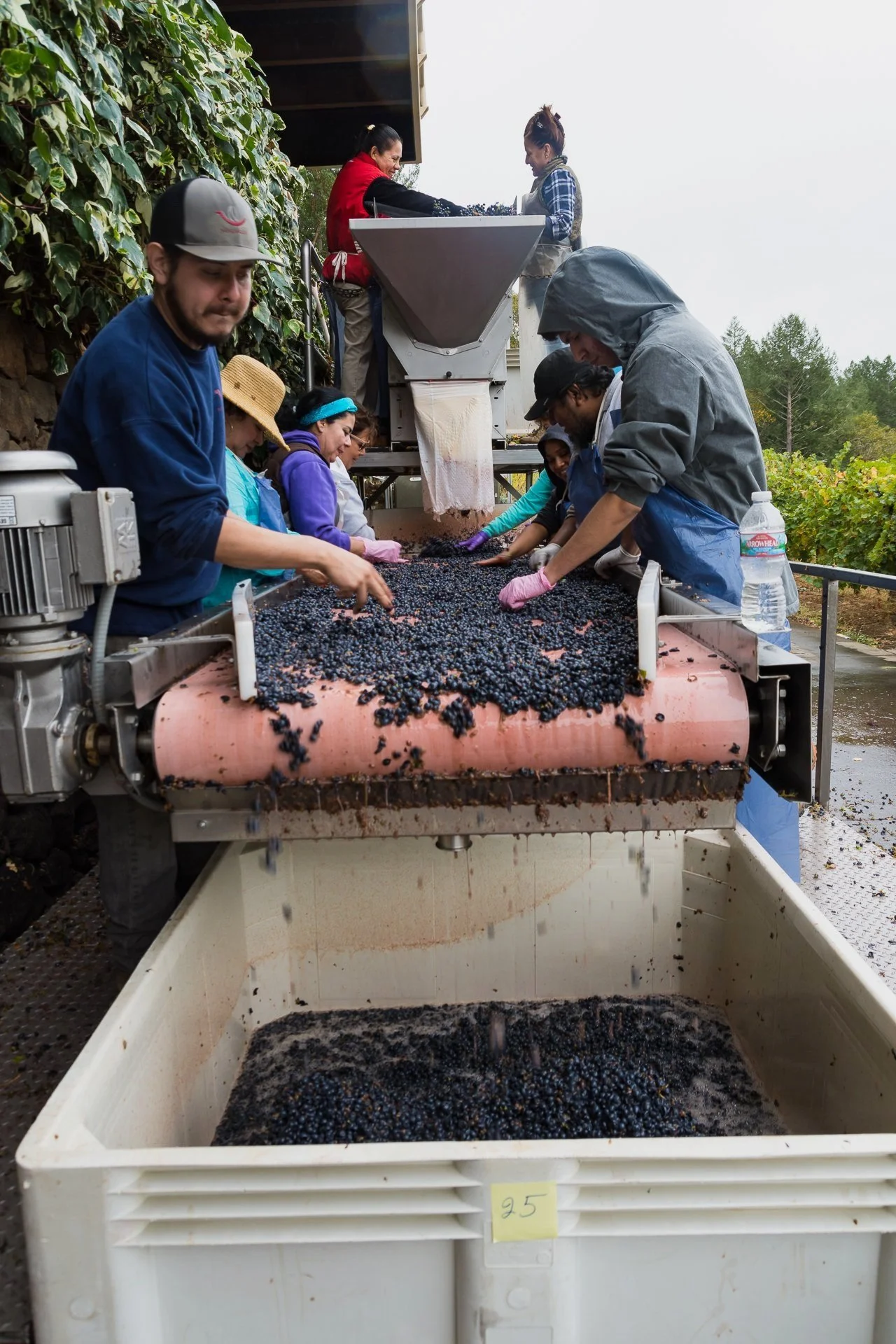Winery workers sort grapes at Diamond Creek Vineyards in Calistoga, California.