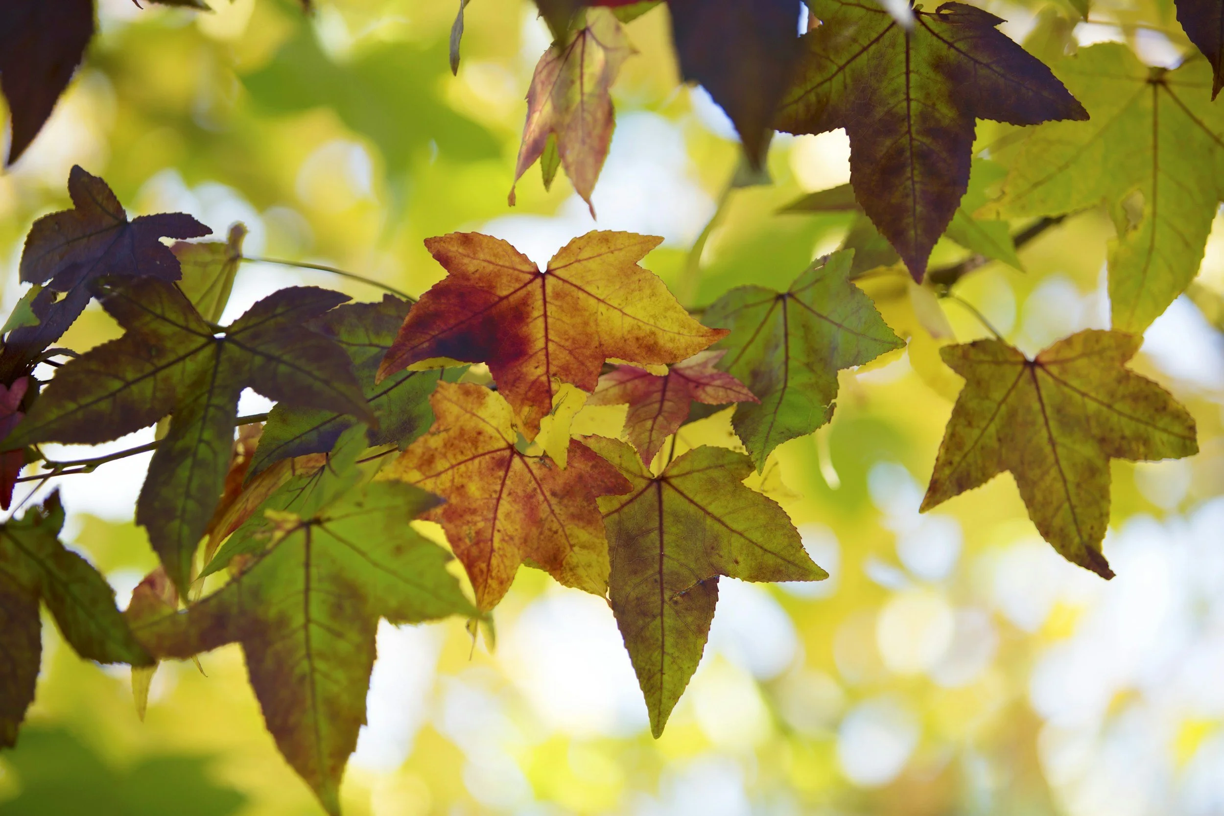 Changing Seasons, Changing Landscape Priorities
