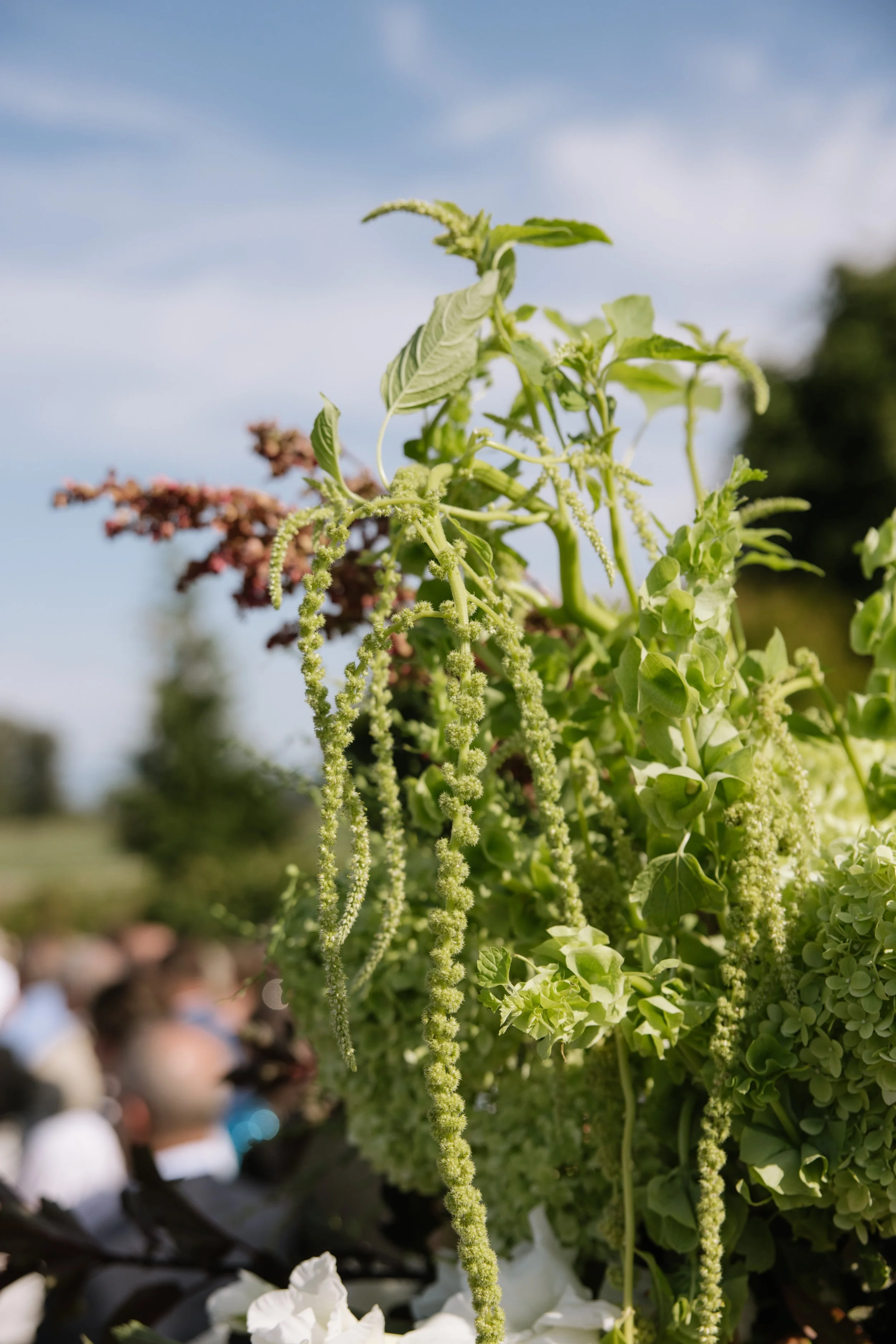 Close-up of wedding floral install with green plants with hanging clusters of small, pale green flowers or seed pods, outdoors on a sunny day.