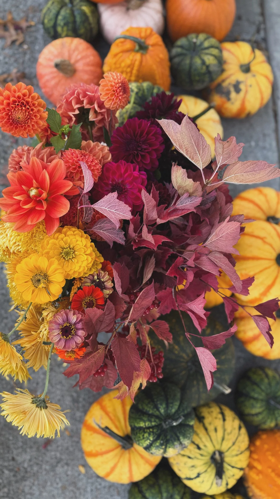 pumpkins and foilage 2025.jpg