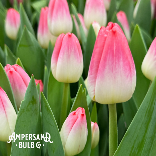 Supermodel+Tulip+3 (1).png