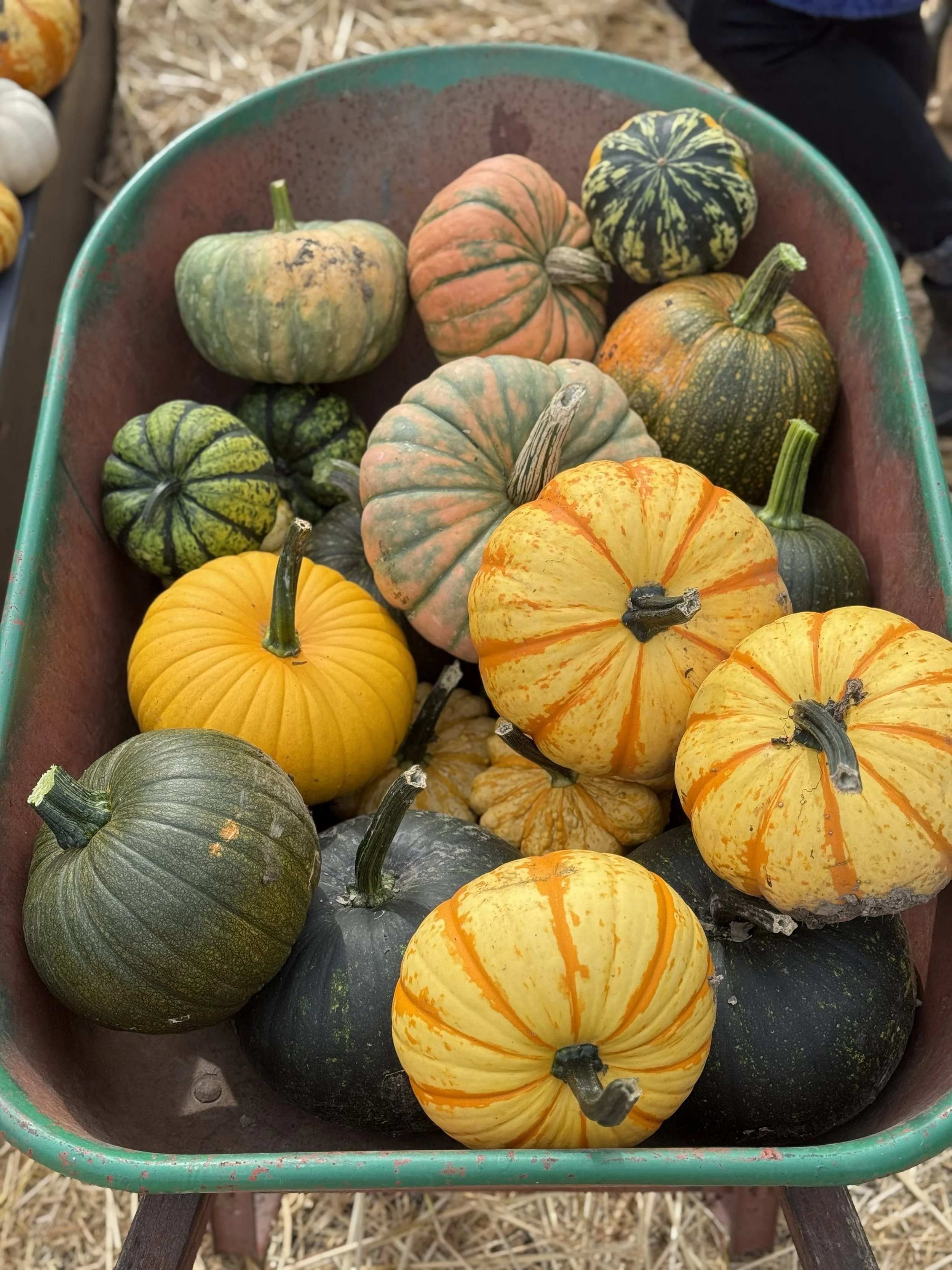 pumpkins in wagon crompton's farm 2025.jpg