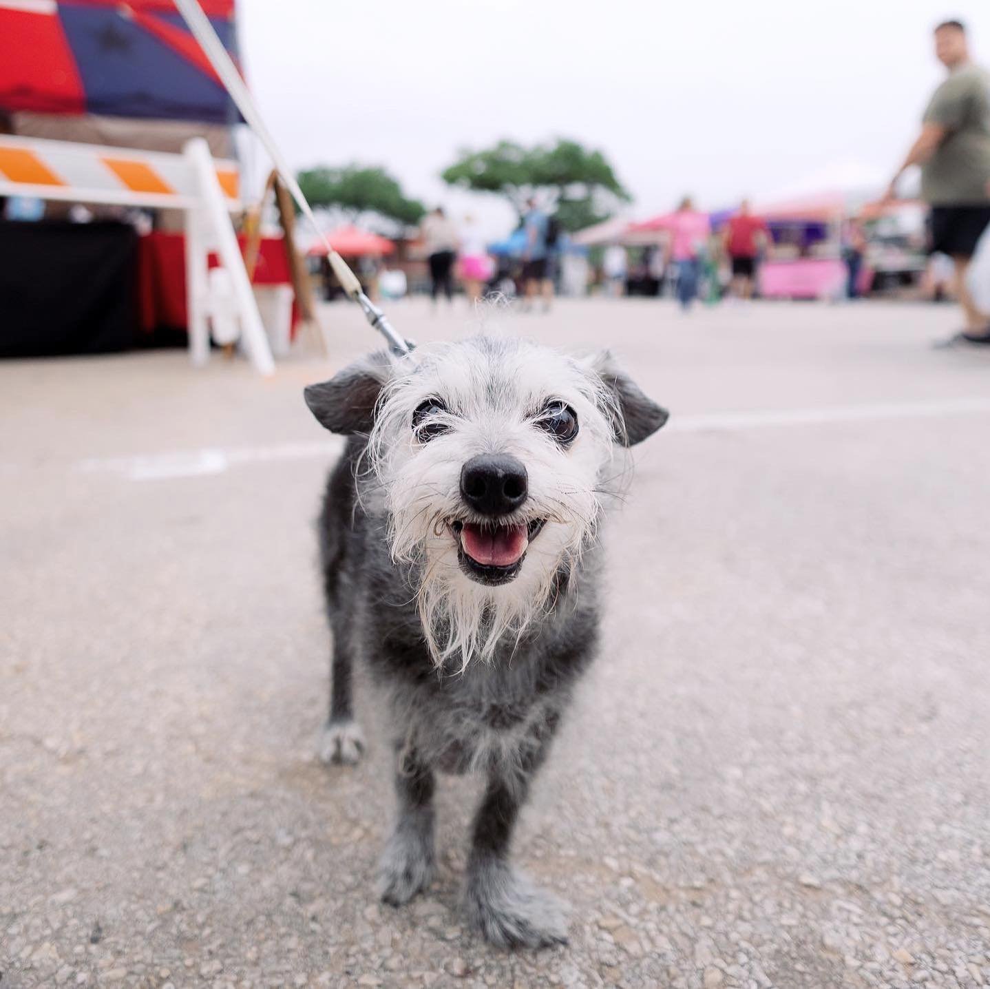 Meet Buddy- Spotted at the Tomball, TX farmers market. 

Buddy is a 15.5 year old teeny tiny chihuahua mix and apparently in perfect health (he&rsquo;s just had the bloodwork done to prove it). Buddy deserves to live forever. 💞 Proud of you, Buddy.