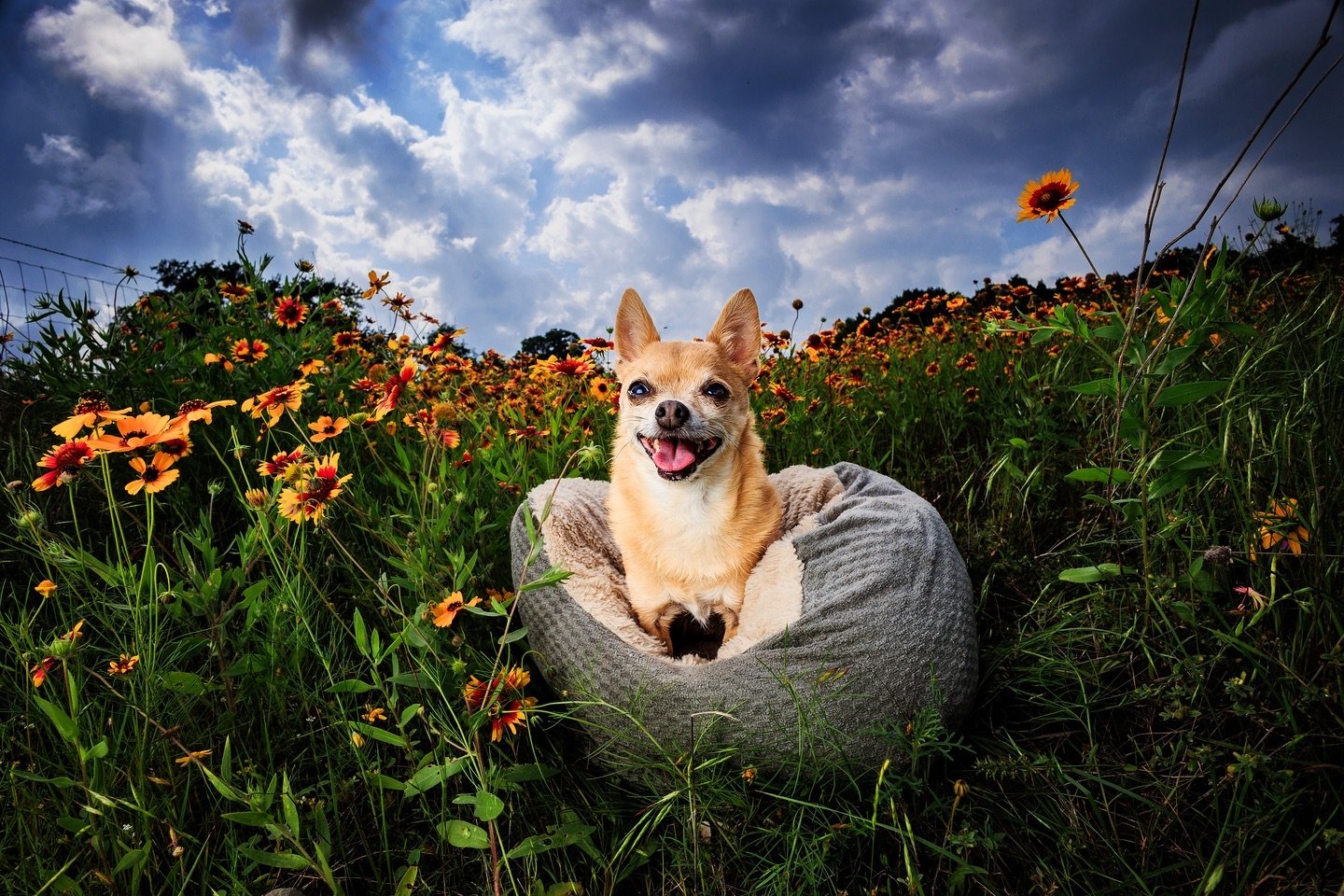 Today I took Jellybean on a scenic drive through the hill country. We stopped to admire the wildflowers up close. I let her enjoy them from the comfort of her bed. The wildflowers are no place for a little chihuahua- she&rsquo;s like a tube of chapst