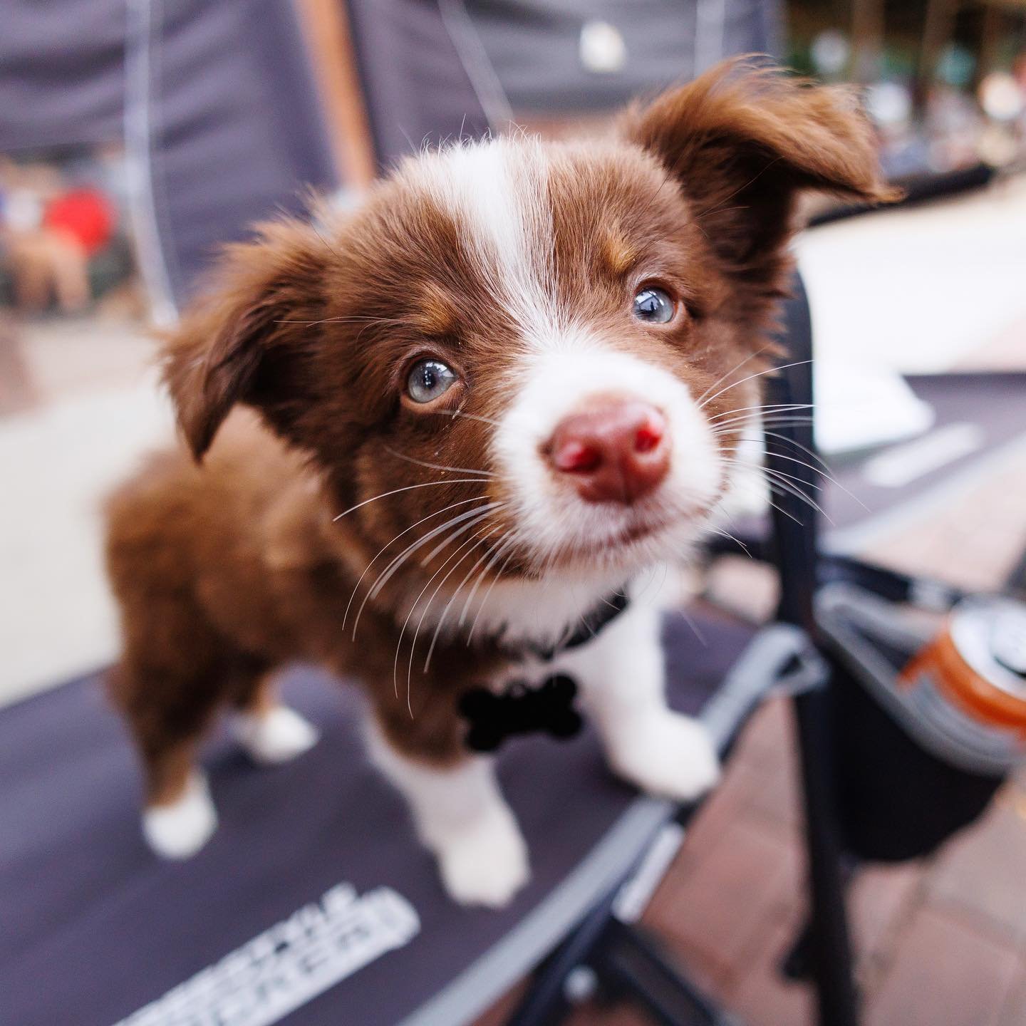 Uno, the baby Aussie with the baby blue eyes
Wants to say hi to every passerby 

Spotted in New Braunfels, TX