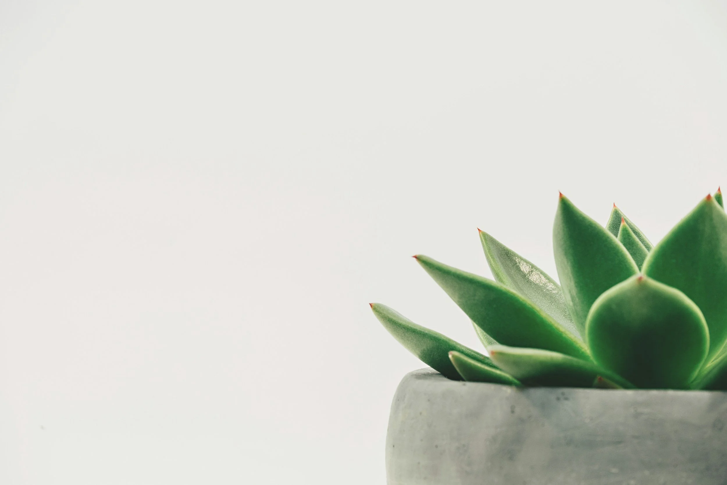 Succulent in a white stone pot offset to the lower right corner.