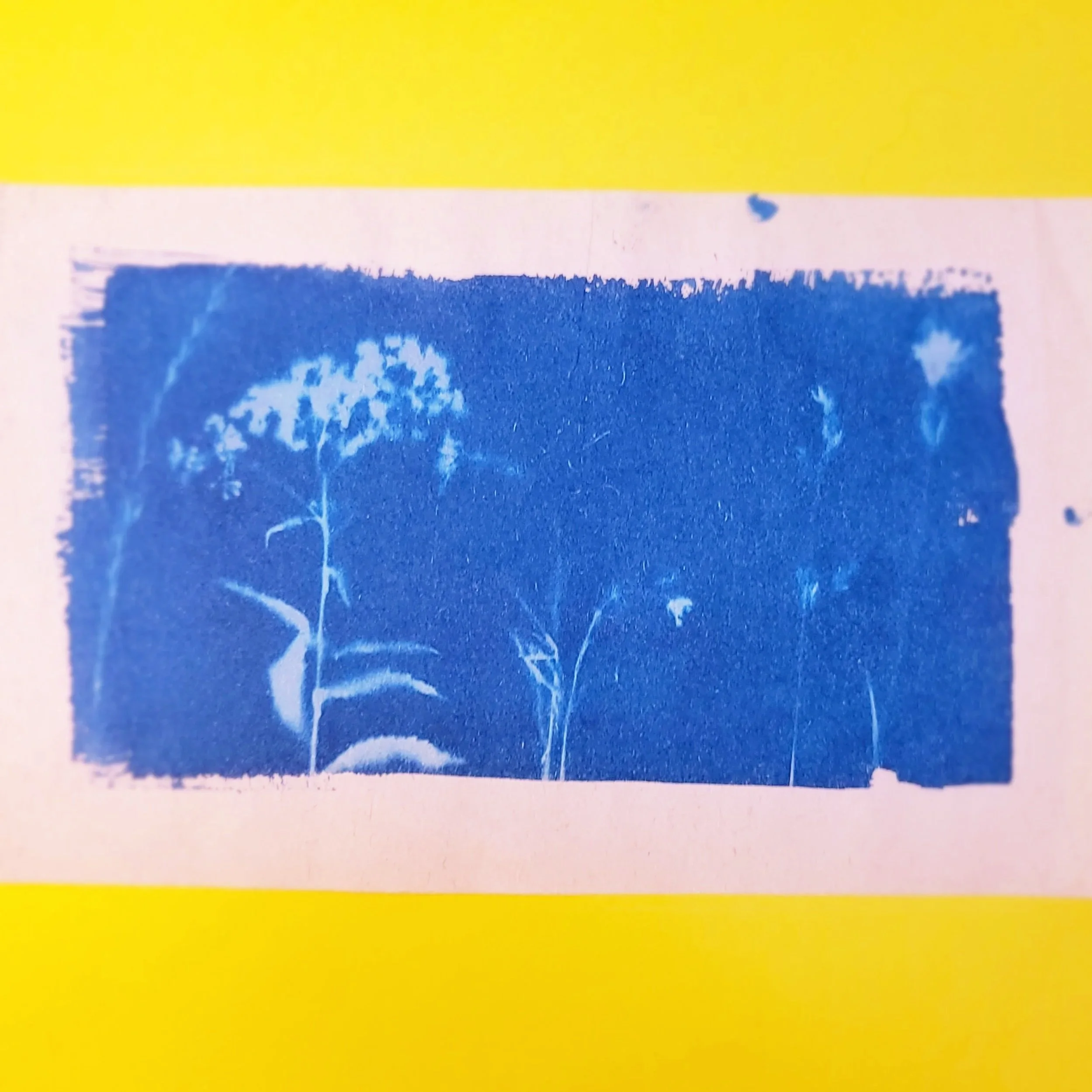 Cyanotype Original Artwork - Stem Landscape