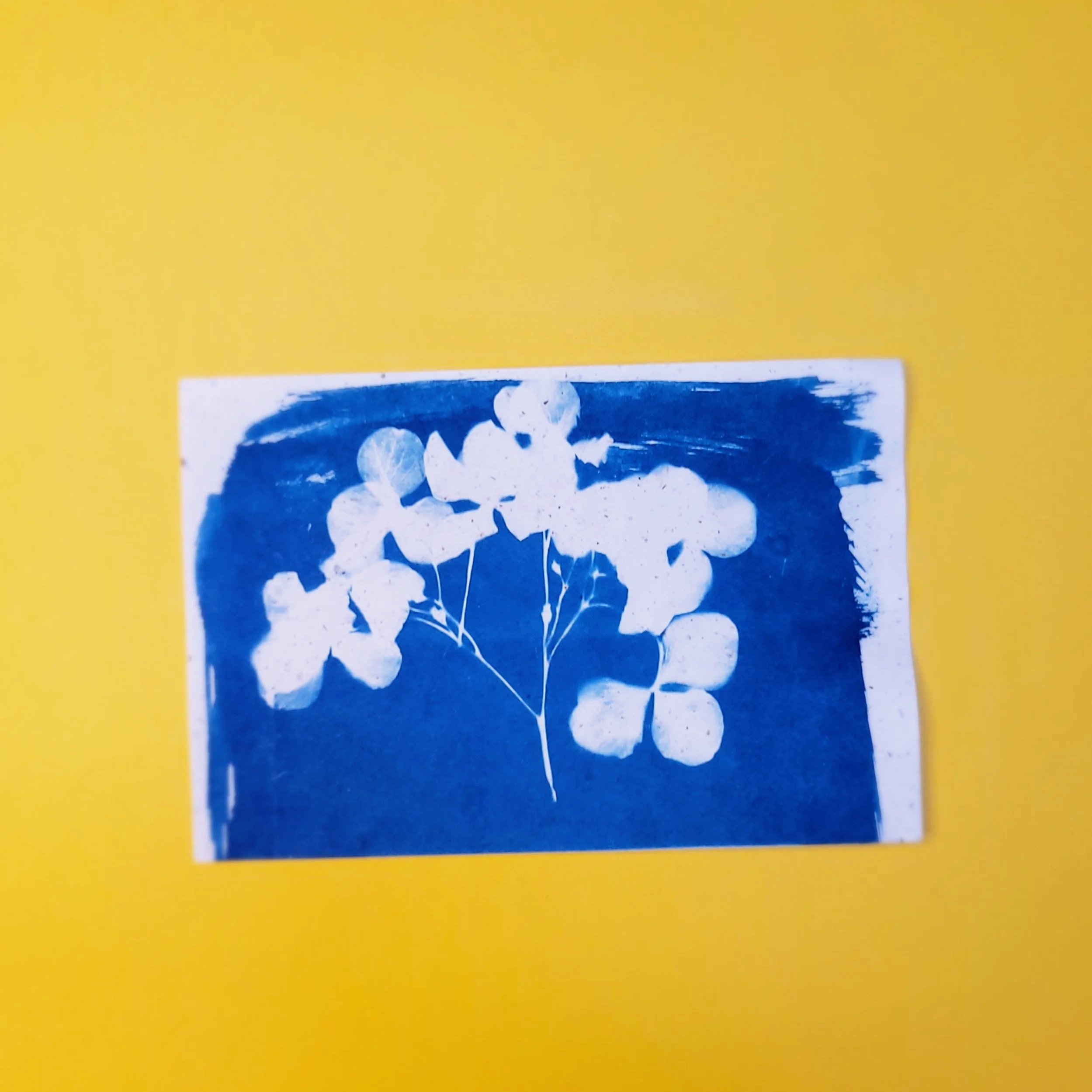 Cyanotype Original Artwork - White Hydrangeas