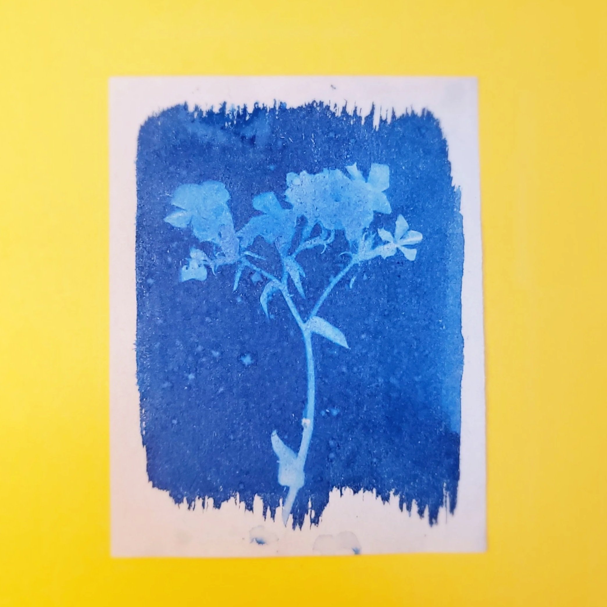 Cyanotype Original Artwork - Branching Flowers