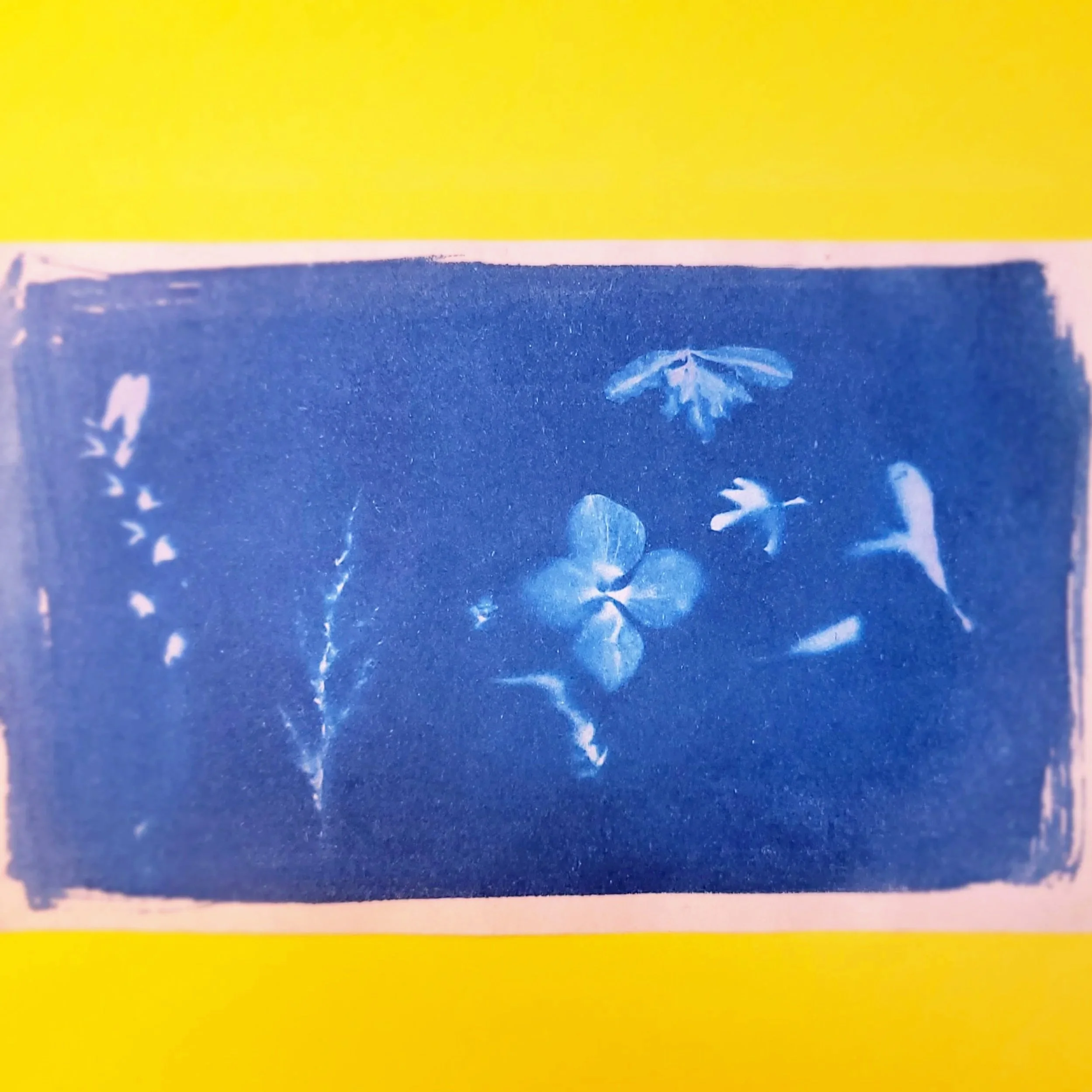 Cyanotype Original Artwork - Scattered Botanicals