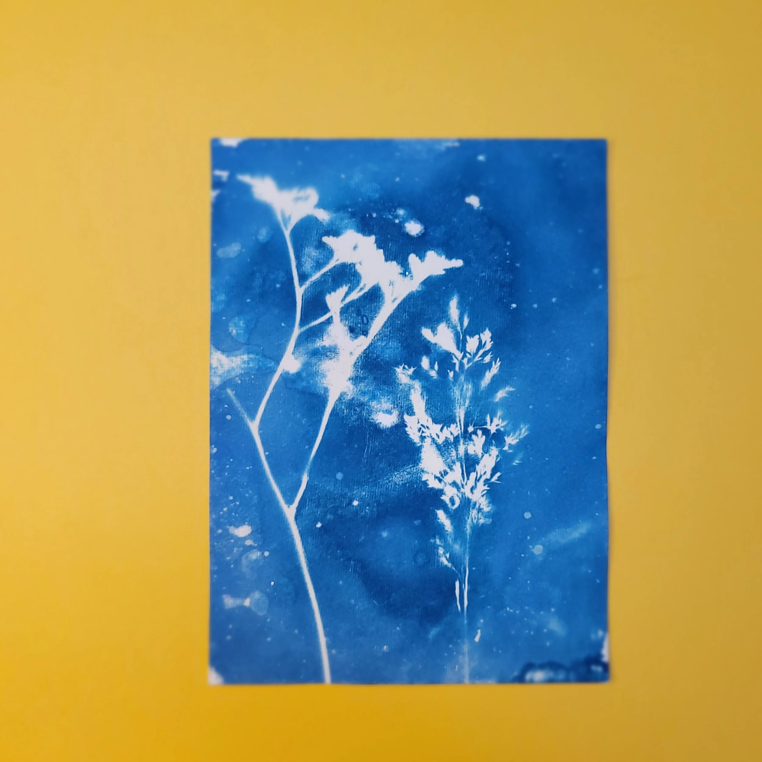 Cyanotype Original Artwork - Starry Stems