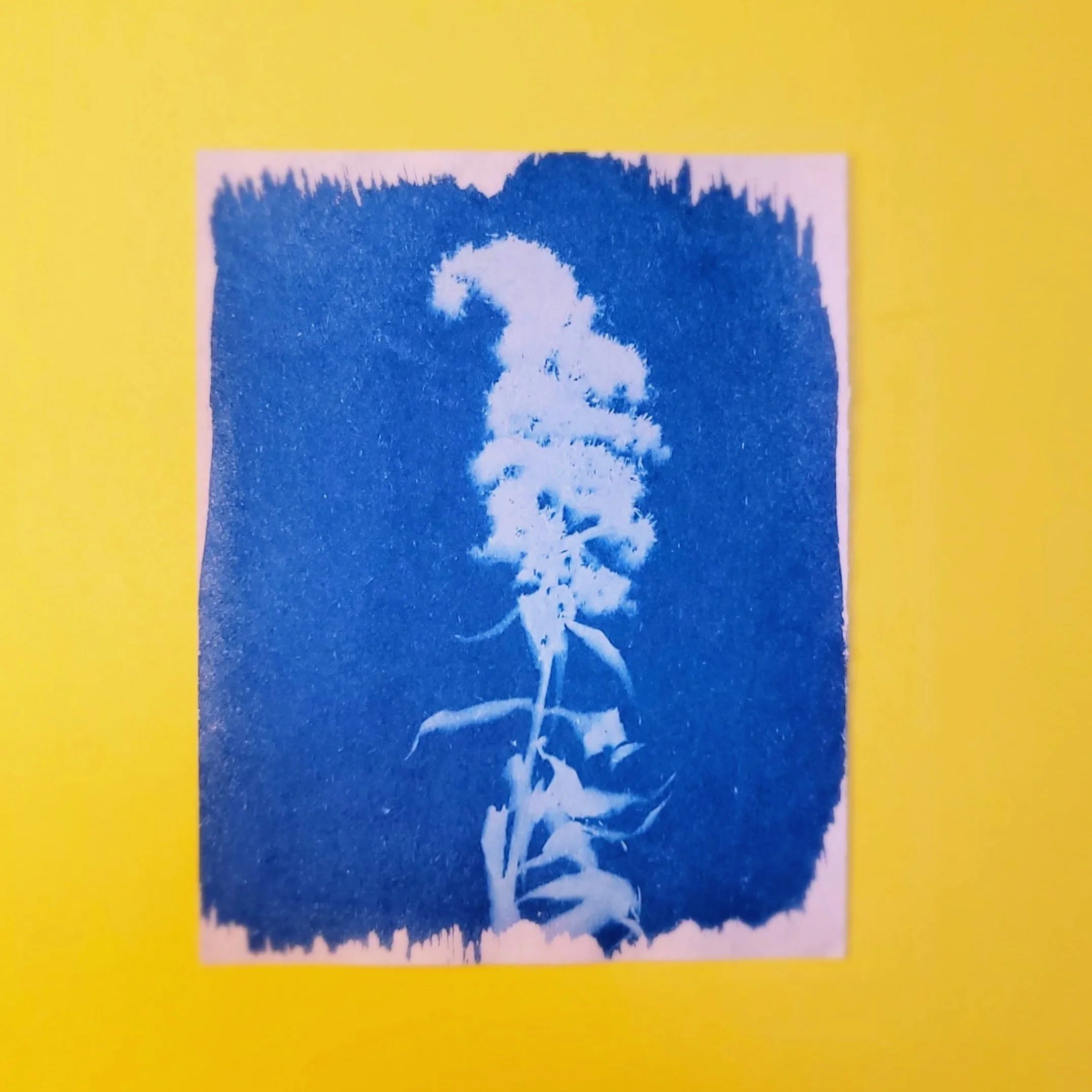 Cyanotype Original Artwork - Curved Bloom
