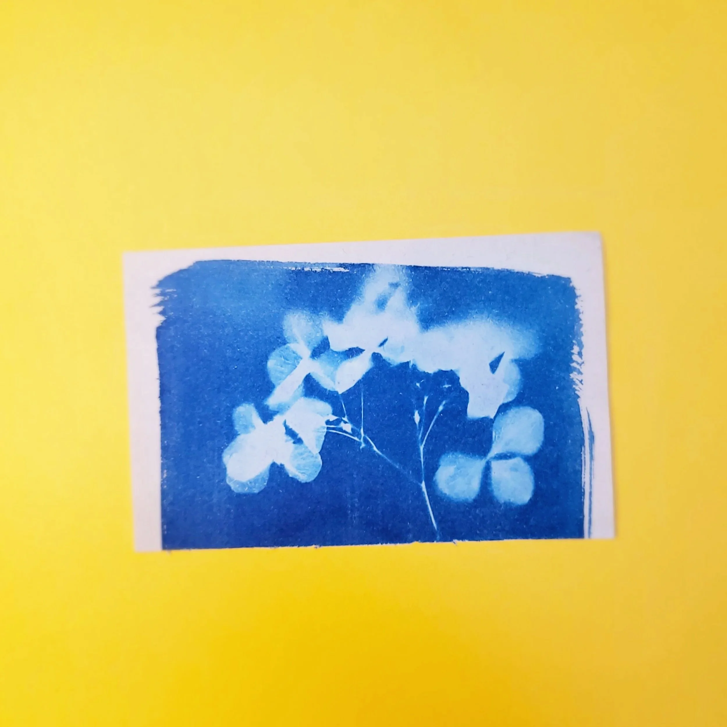Cyanotype Original Artwork - Muted Hydrangeas