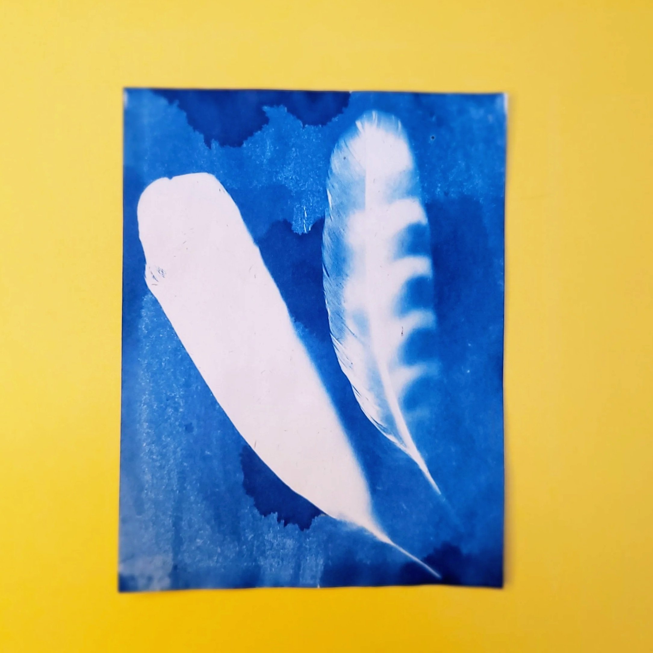 Cyanotype Original Artwork - Feathers