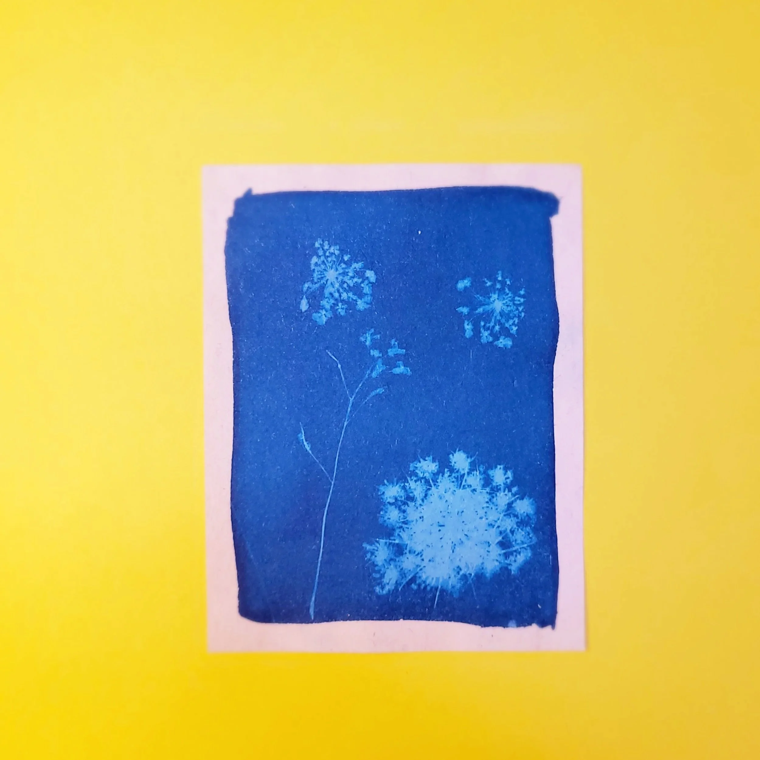 Cyanotype Original Artwork - Flower Bursts
