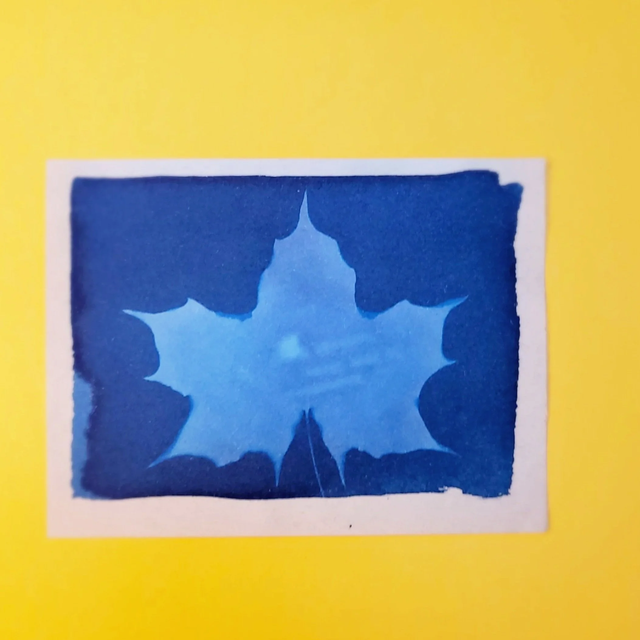 Cyanotype Original Artwork - Leaf