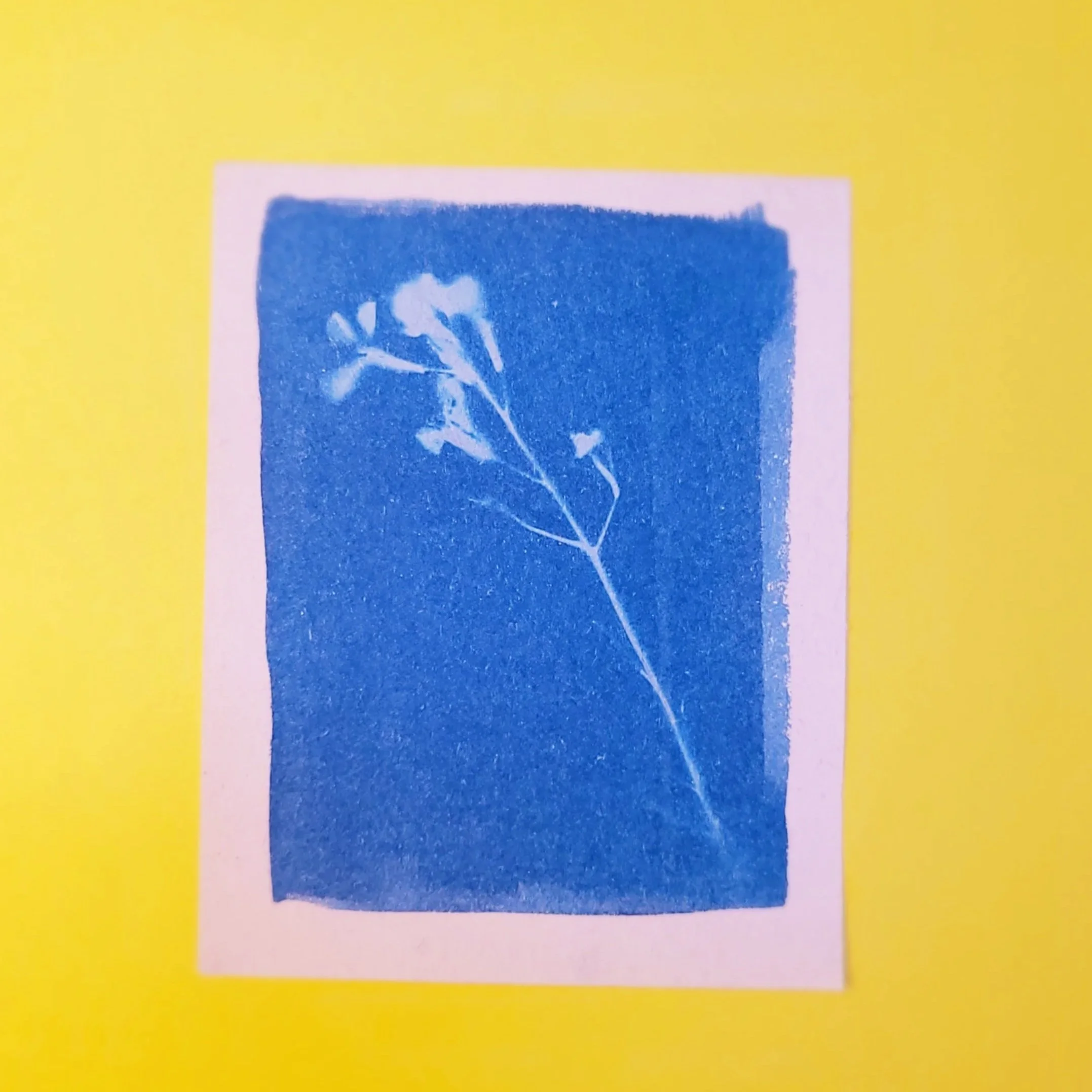 Cyanotype Original Artwork - Diagonal Stem