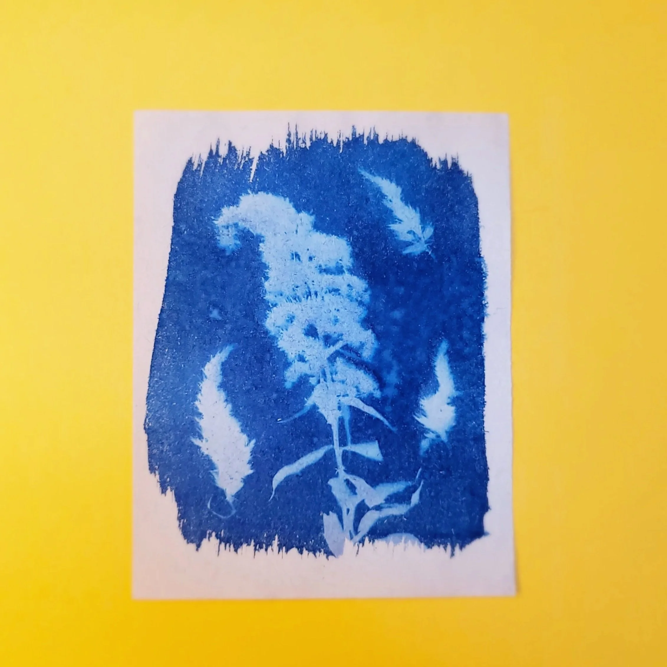Cyanotype Original Artwork - Scattered Celosia