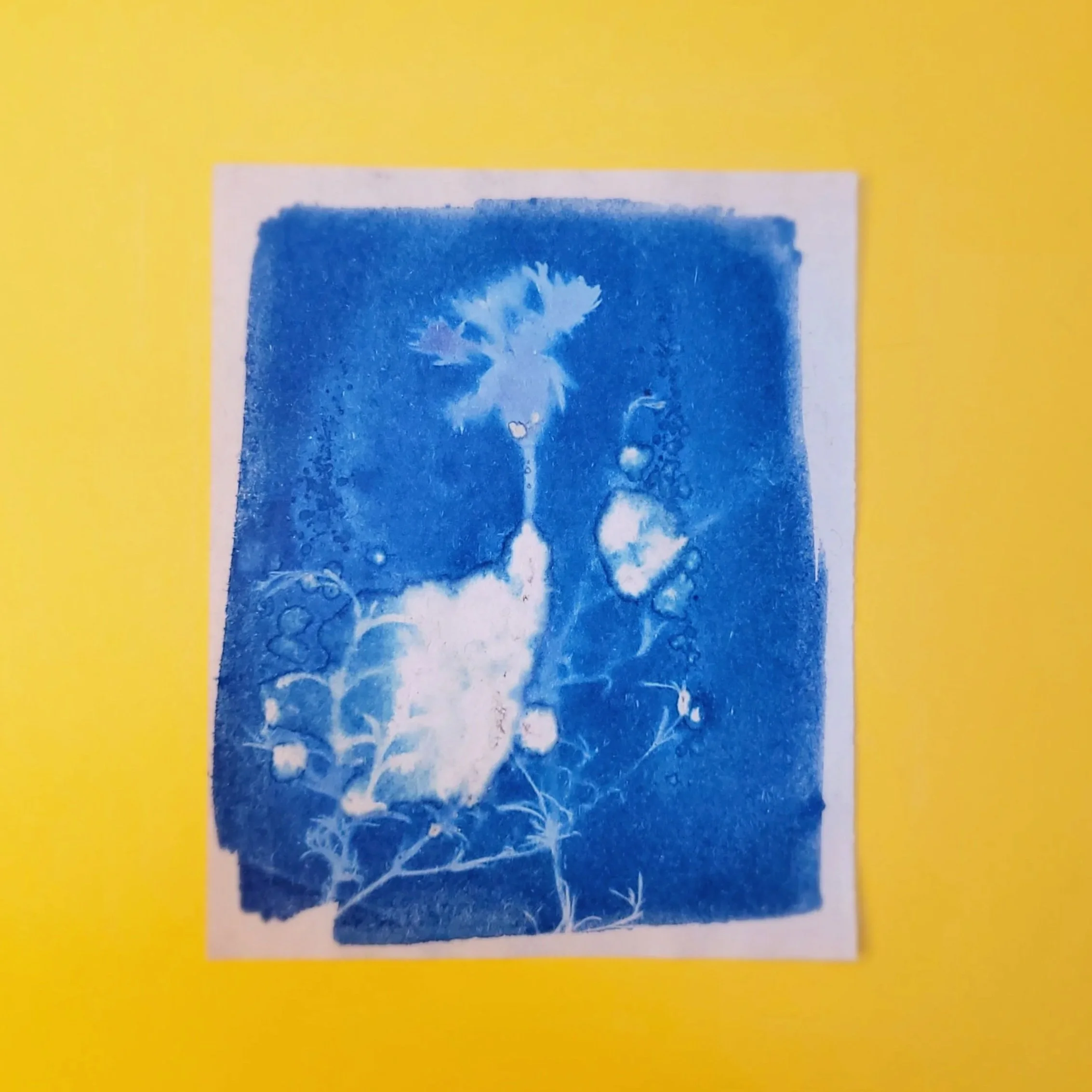 Cyanotype Original Artwork - Abstract Flowers