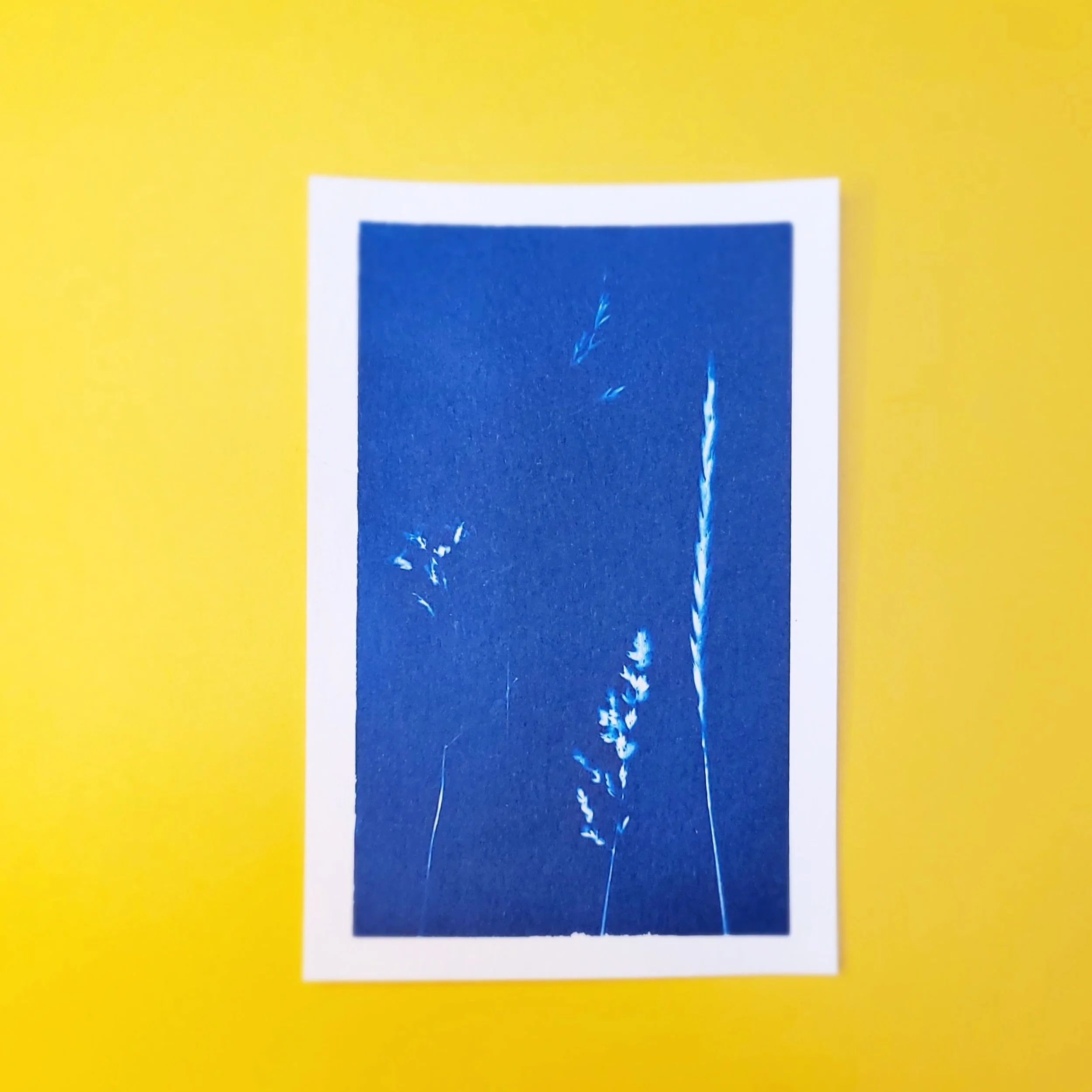 Cyanotype Original Artwork Postcard