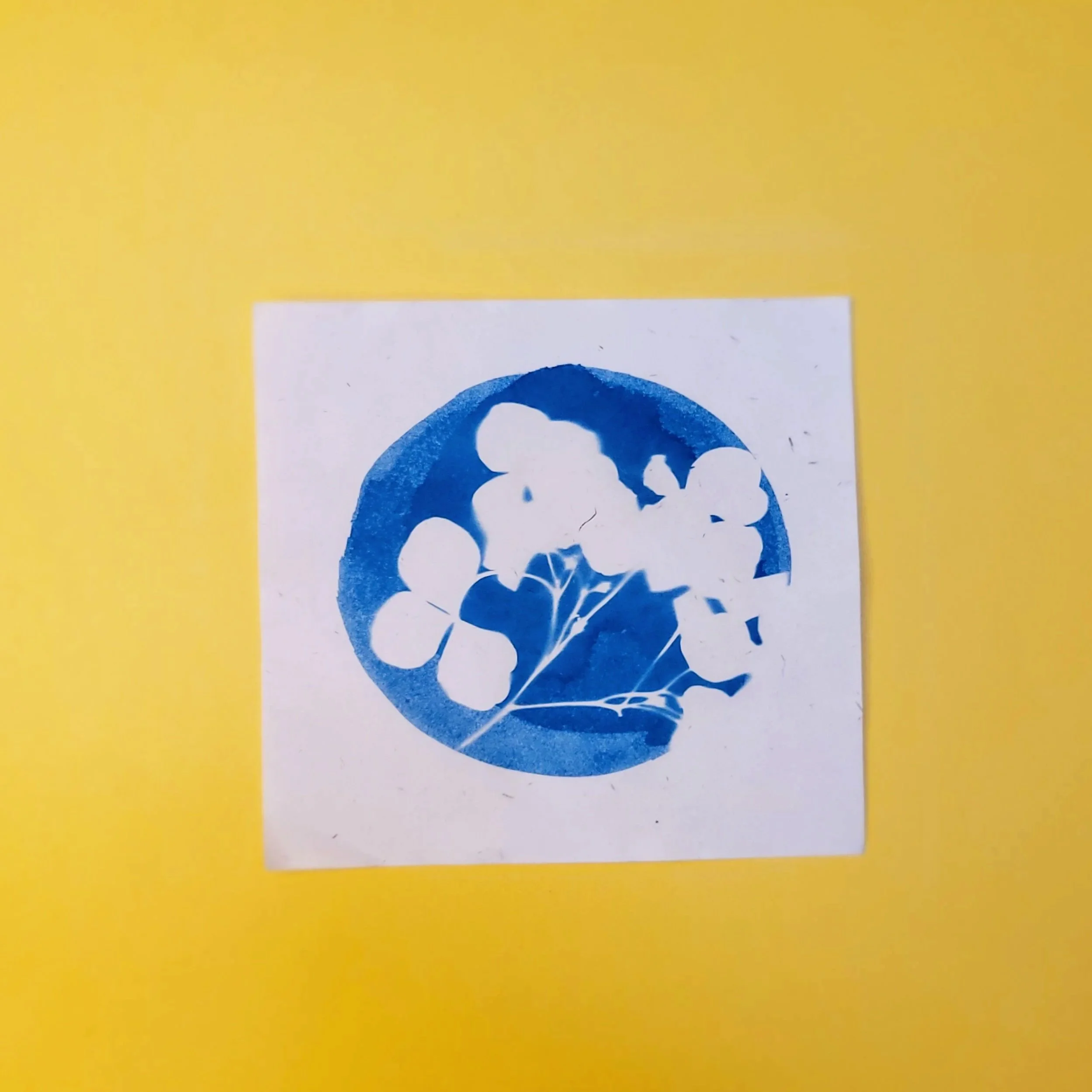 Cyanotype Original Artwork - Hydrangea Circle