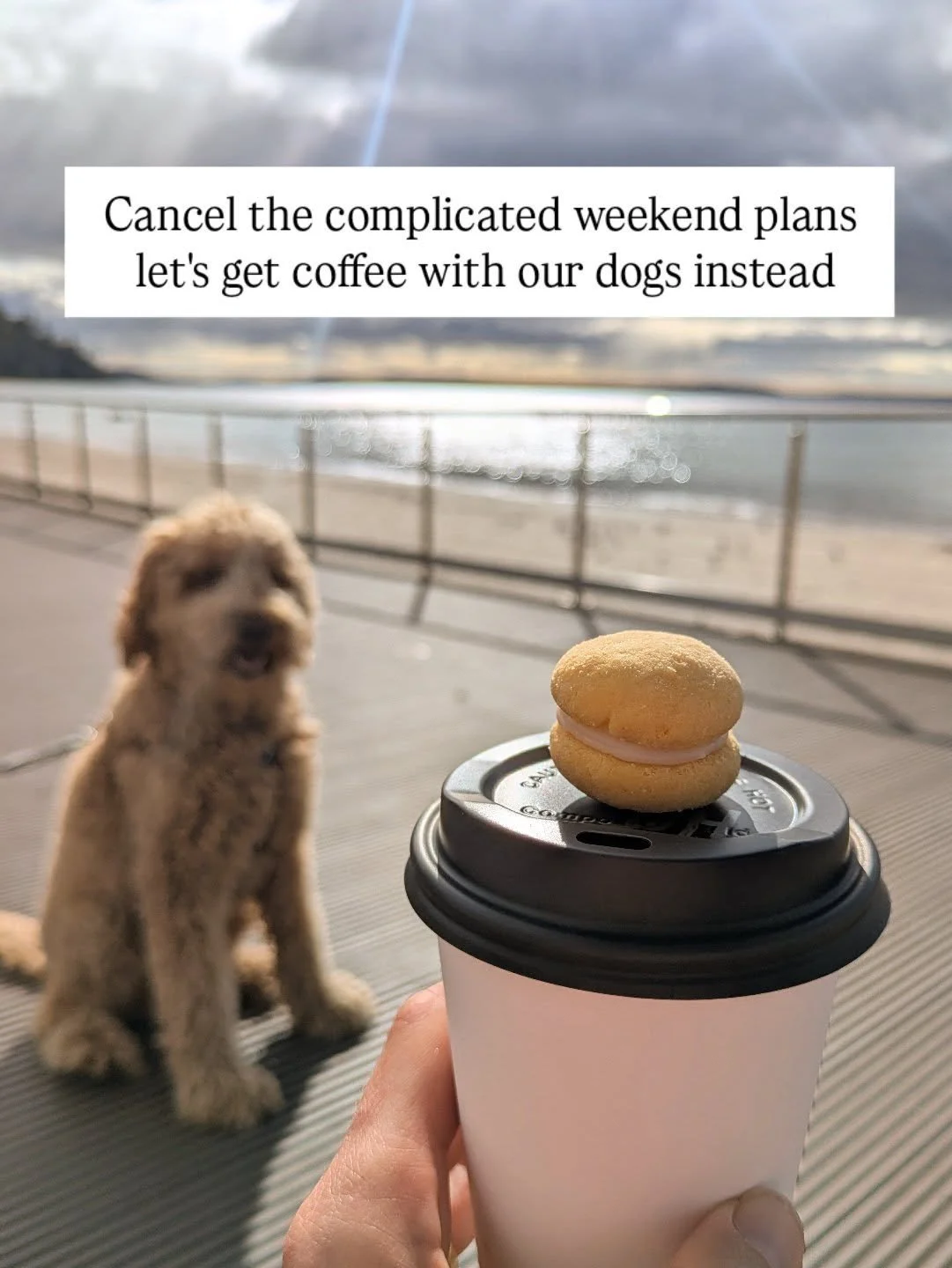 Cancel the complicated weekend plans. 

Let's get coffee with our dogs instead!

Tag the friend you'd do this with 🐾

@ebandfloespresso 

#hobartcoffee #weekendplans #dogsandcoffee #hobartlife #hobartdogs