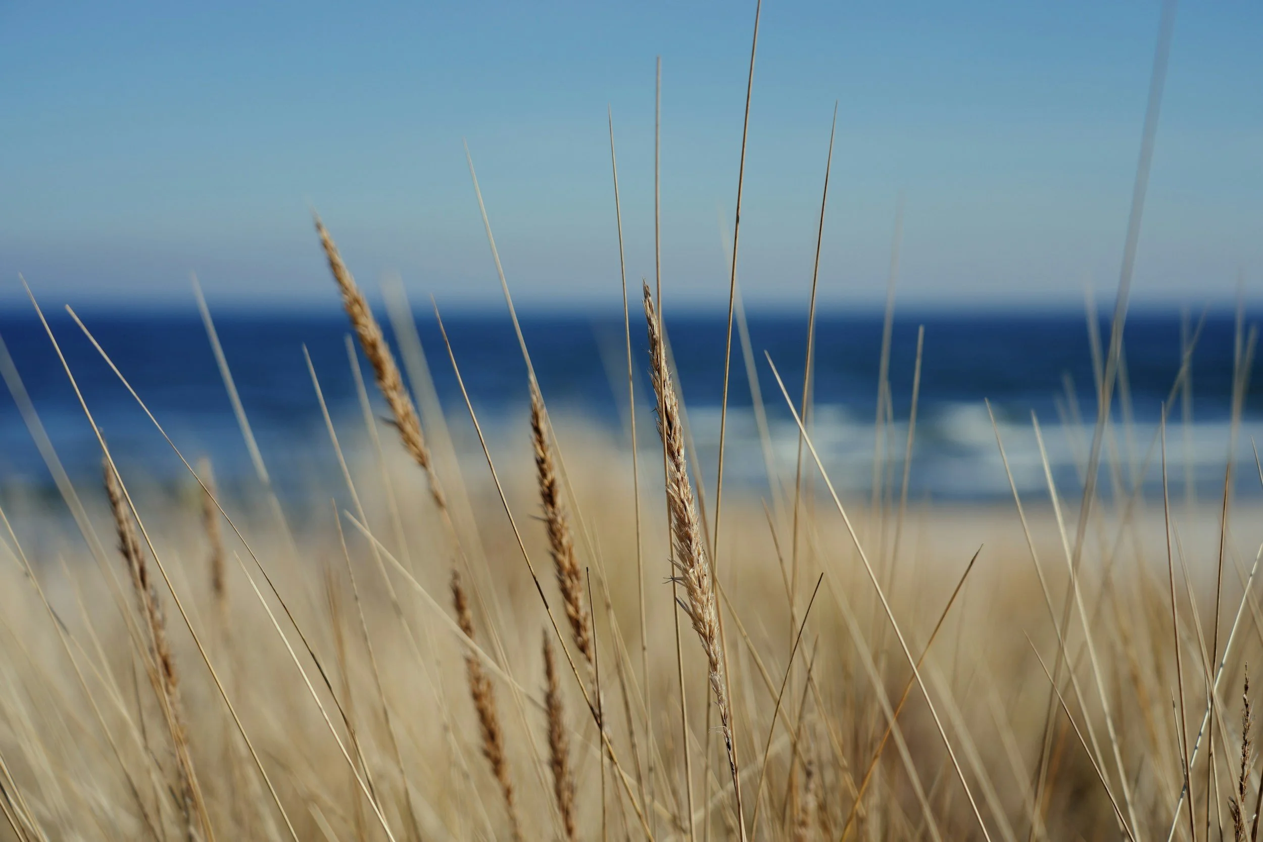Waves crashing on the beach with tall grass in the foreground and a clear blue sky.