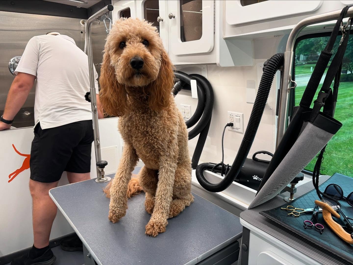 Maple the Setter/Poodle mix had her first groom with us today - swipe to see her after!