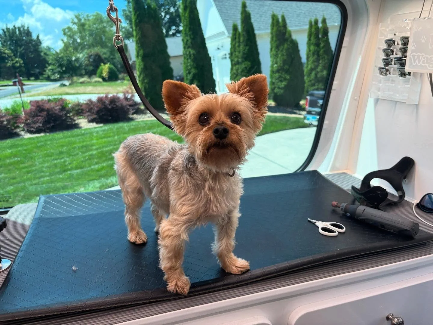 Milo was such a good pup for his groom with us!