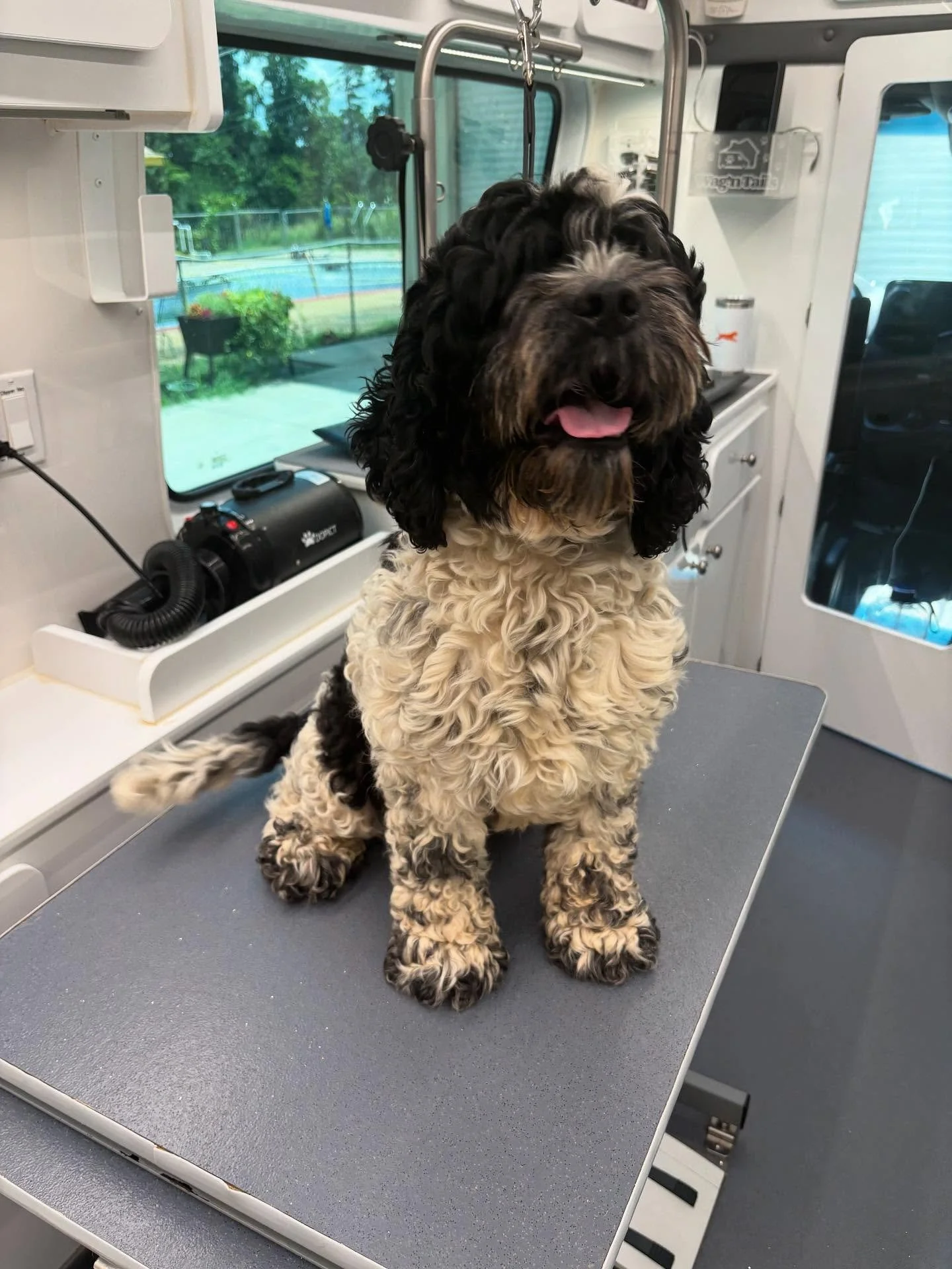 Oreo got quite a makeover with us - from floofy and unable to see, to cool for the summer 😎🐾