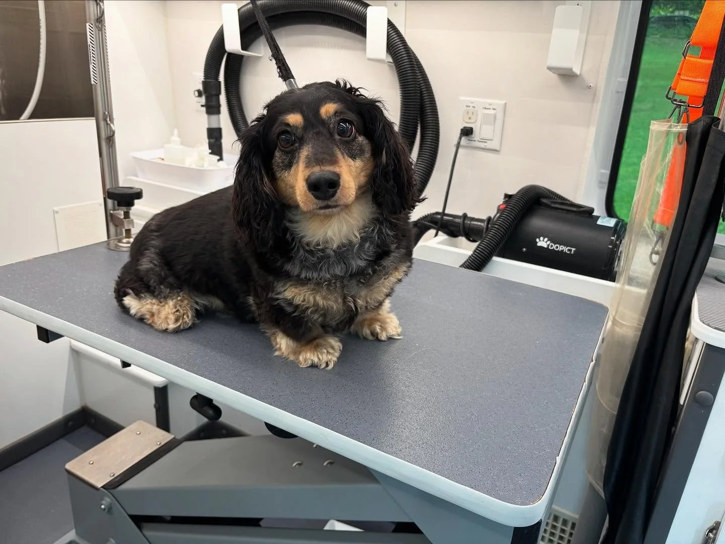 Here name was Lola, she was a dachshund 💃🪩