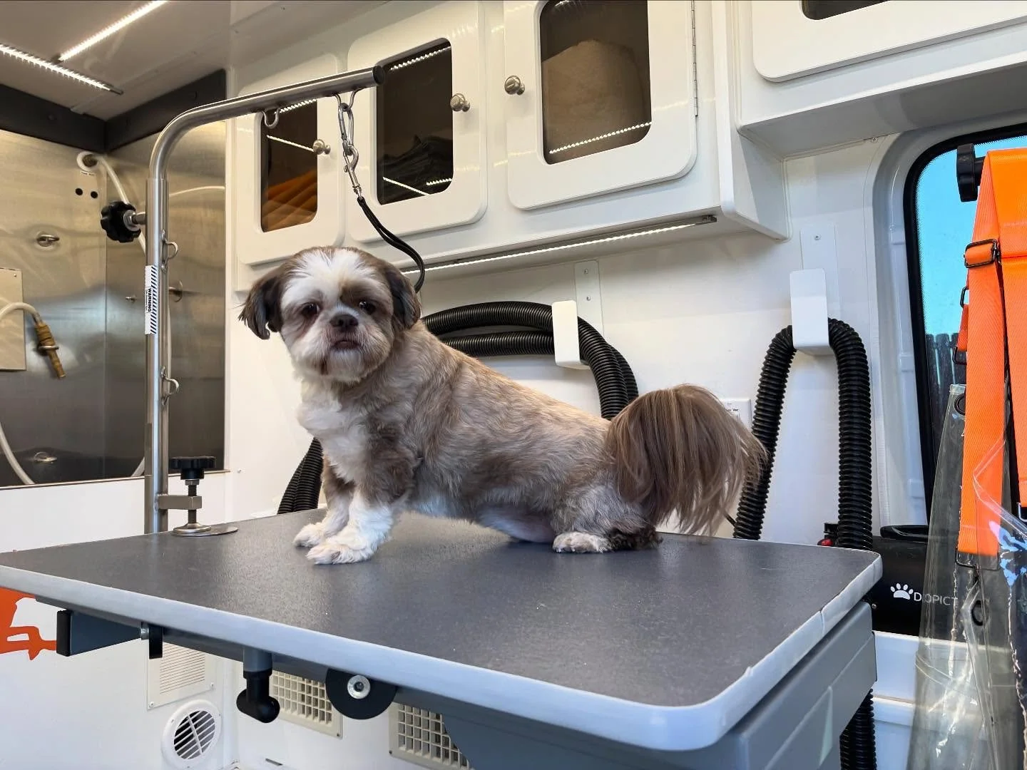 Loki, Charlie, and Hanna had a wonderful spa day with us!