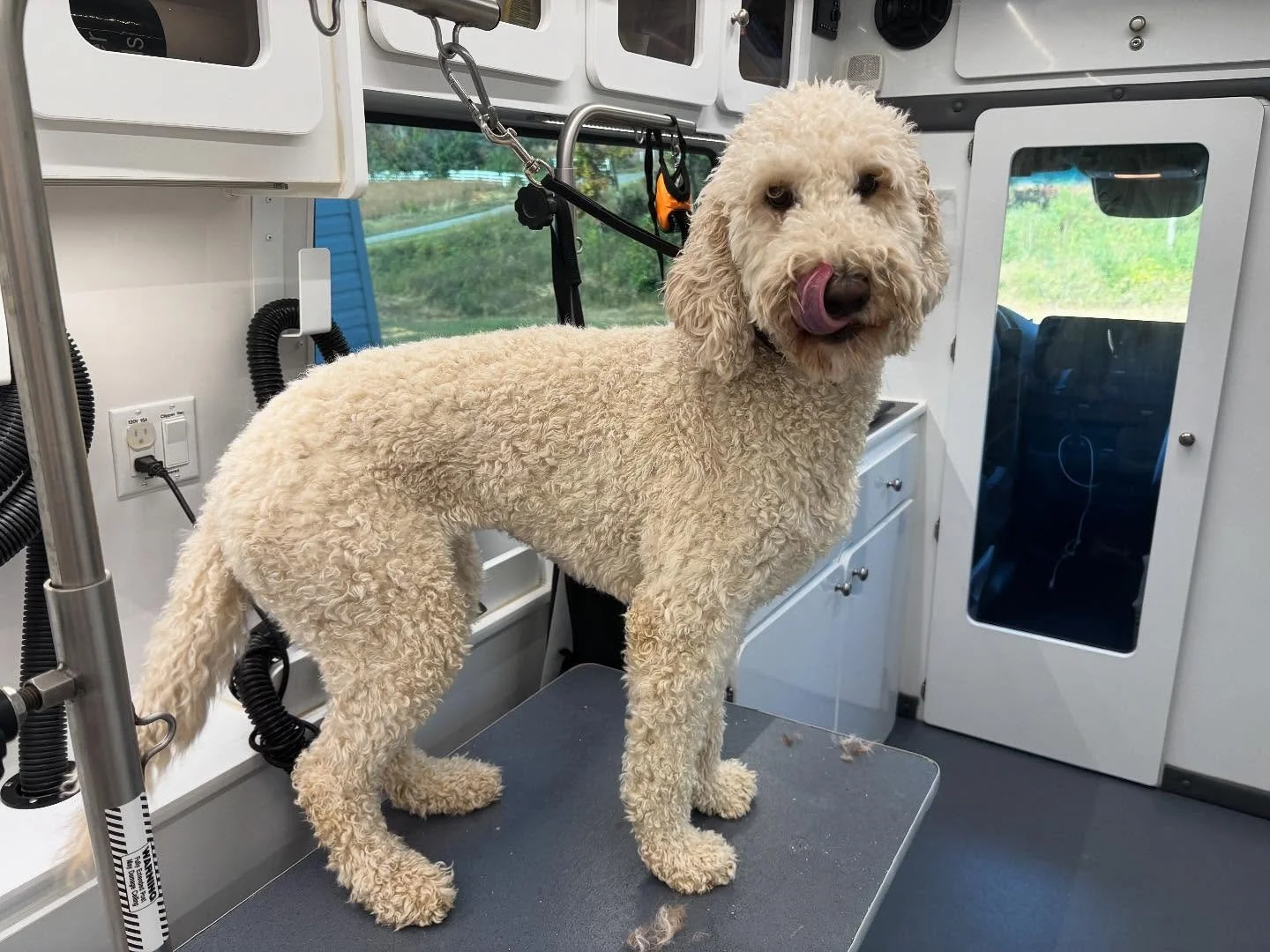 Olivia the Goldendoodle was super sweet!