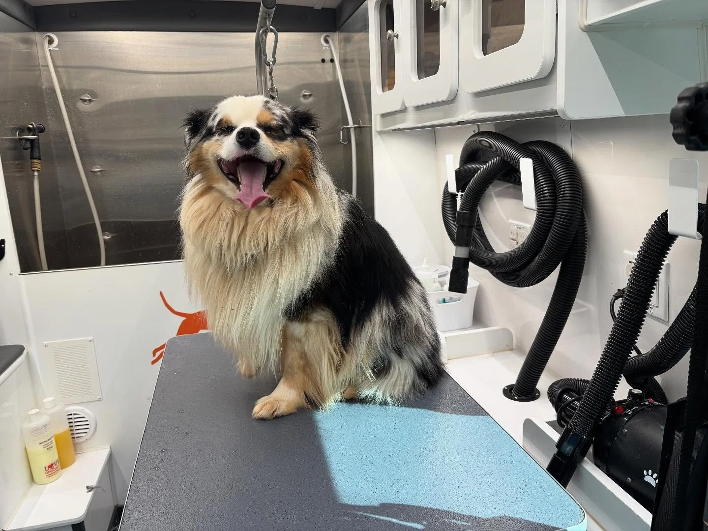 Blu had a lot of matting and that Tennessee red clay stuck in his fur, but now he&rsquo;s fresh and ready for the weekend!