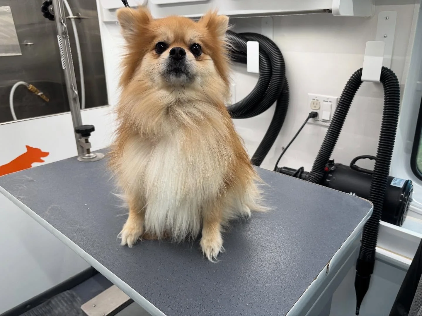 Remi&rsquo;s sister Isabelle had a huge blow out, surely she is much more comfortable with all of that undercoat gone!