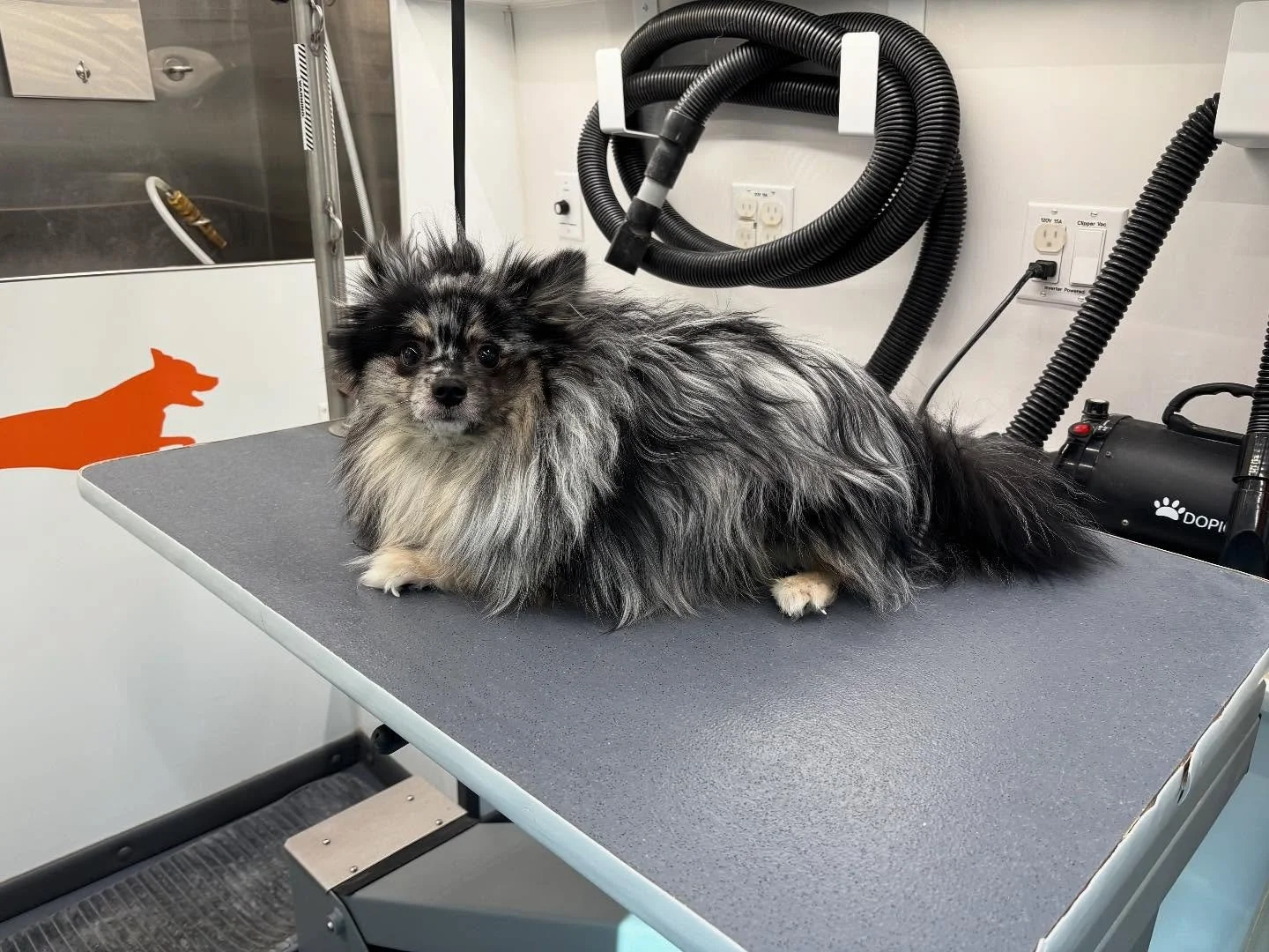 Remi the Pom was the sweetest boy for his first groom!