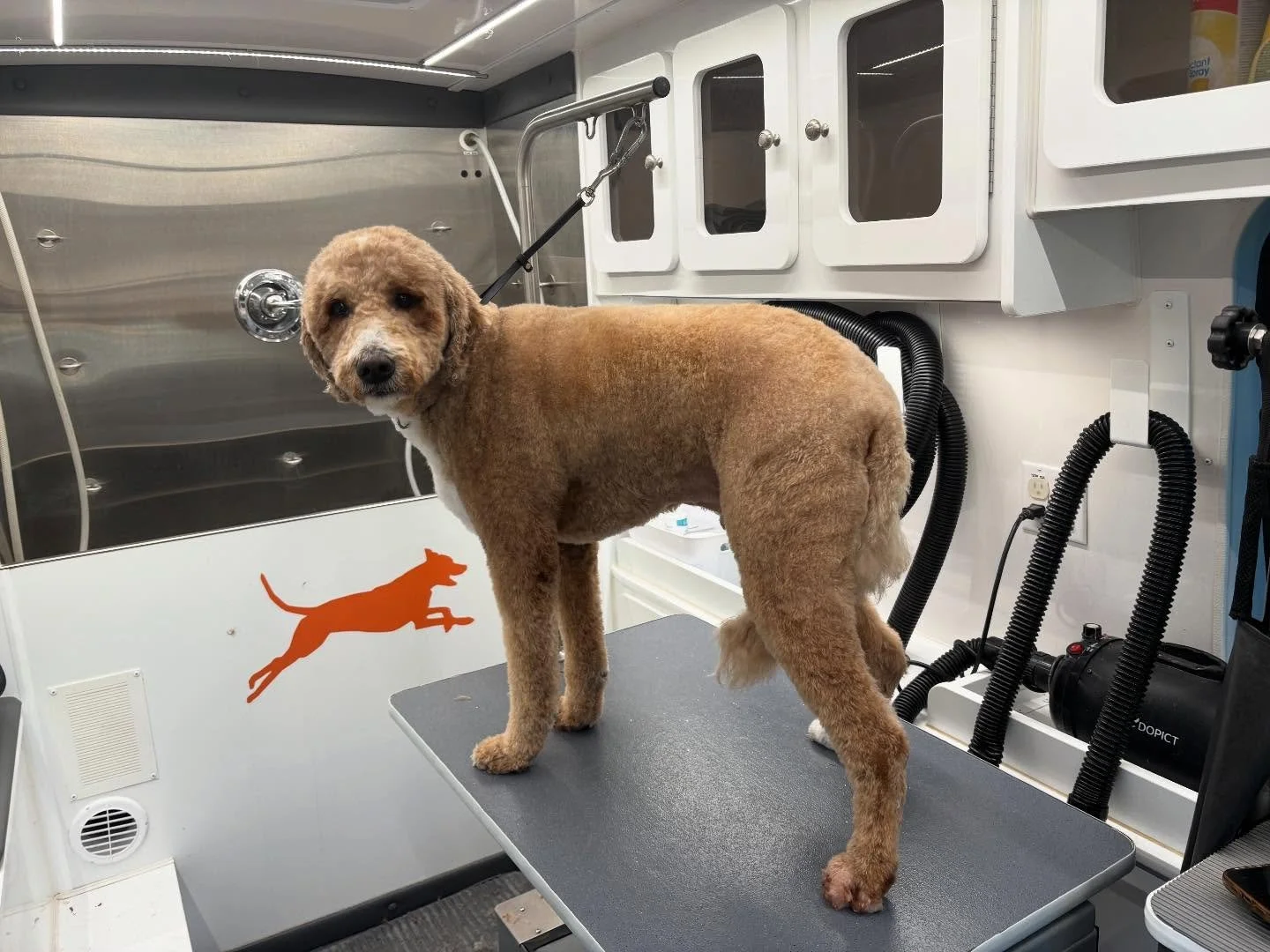 Beau the red bernedoodle was a little bit of a hot mess before his groom, but ended up super cute and soft!