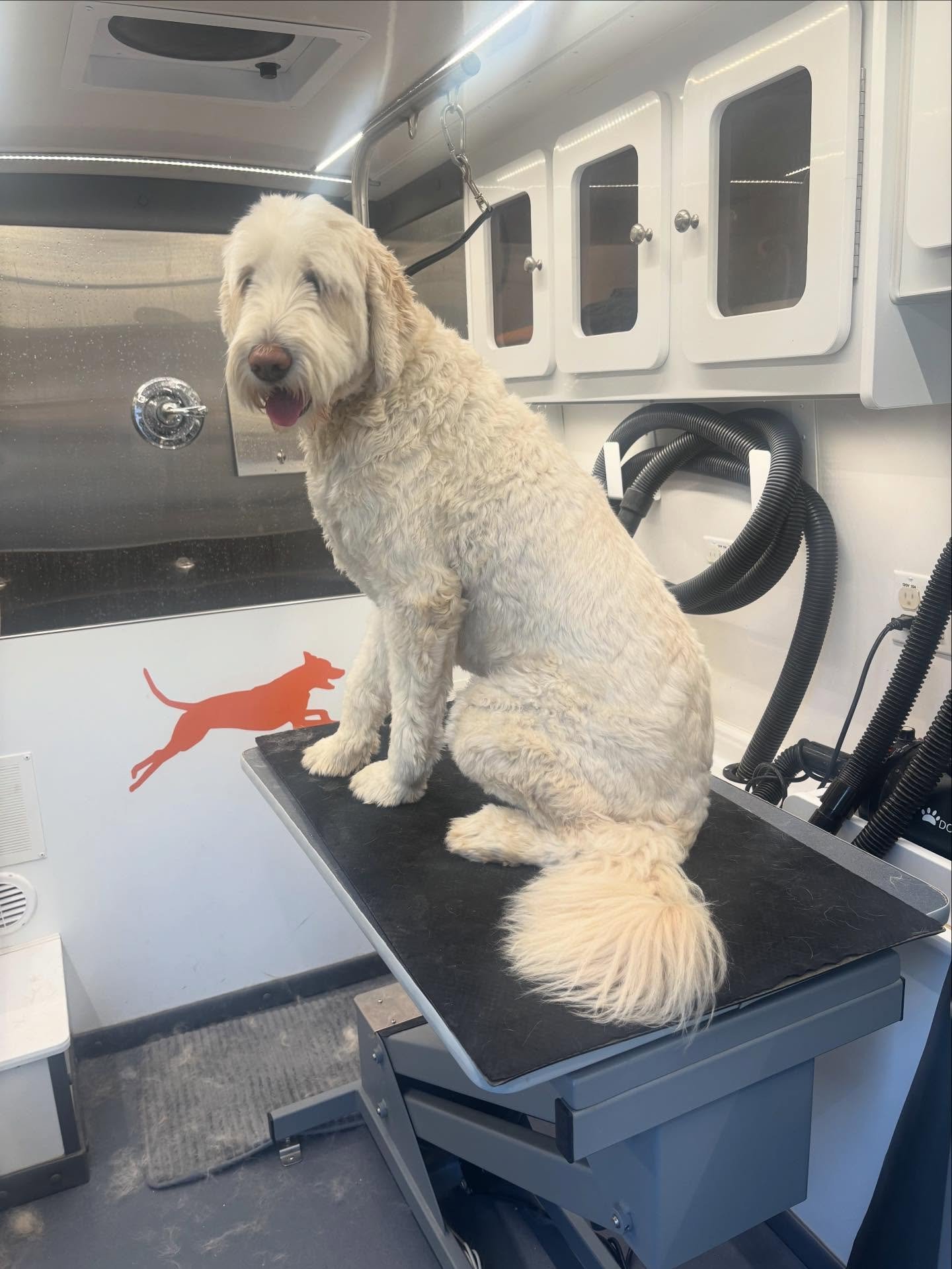 Some more of this weeks cuties 😍🐾