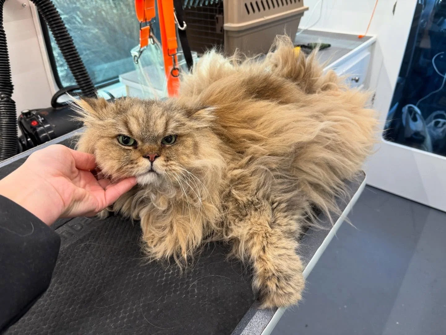 Leo recently moved to Tennessee and it&rsquo;s been a while since he was last groomed. We did a nice short cut to remove his matting and keep him clean. He was super sweet even though his face doesn&rsquo;t say that 😂🐾